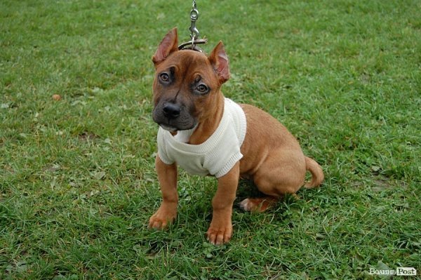 У Луцьку влаштували собаче свято. ФОТО