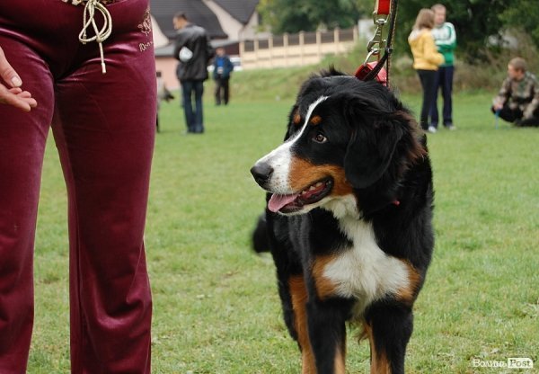 У Луцьку влаштували собаче свято. ФОТО