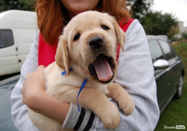 У Луцьку влаштували собаче свято. ФОТО
