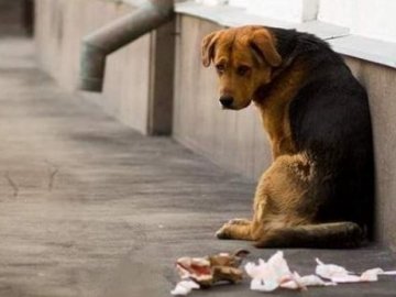 На Волині судили пенсіонера, який побив собаку цеглиною