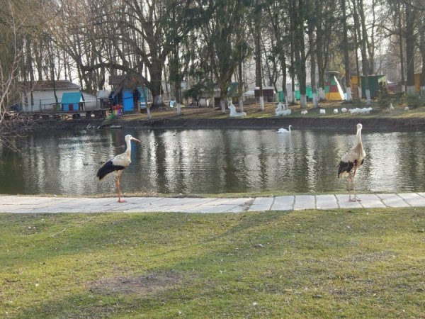  Розгулюють територією зоопарку білі лелеки