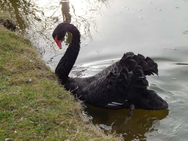 У Луцький зоопарк принесли поранених лелек. ФОТО  