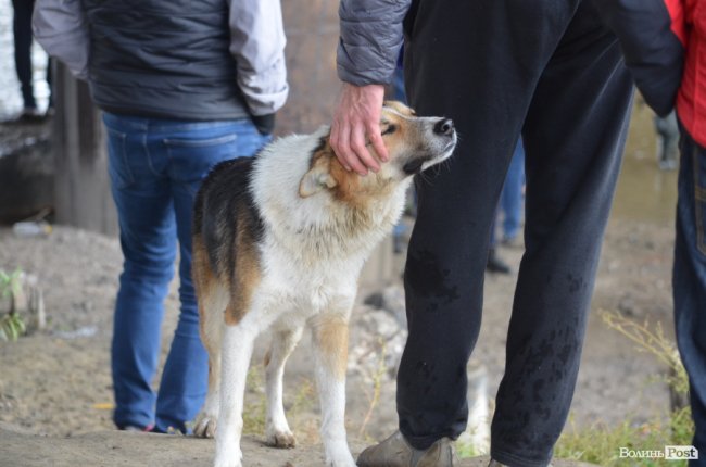 Щука, короп і судак: у луцький Стир випустили тисячі рибин. ФОТО