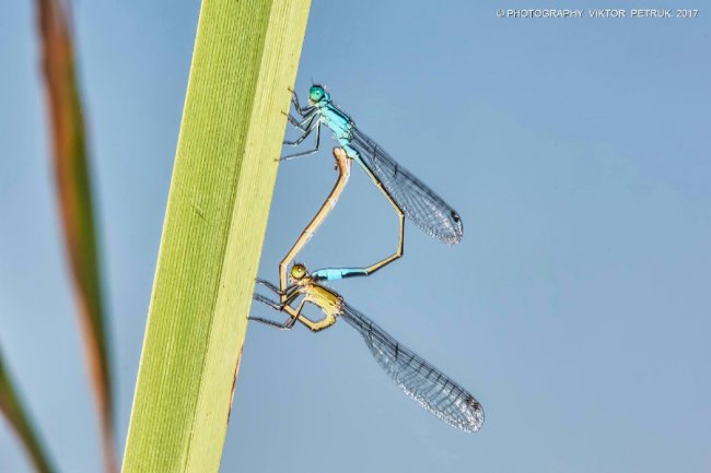 Останній день літа на світлинах луцького фотографа