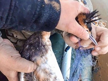 На Волині врятували птаха, який потрапив в браконьєрські сітки. ФОТО