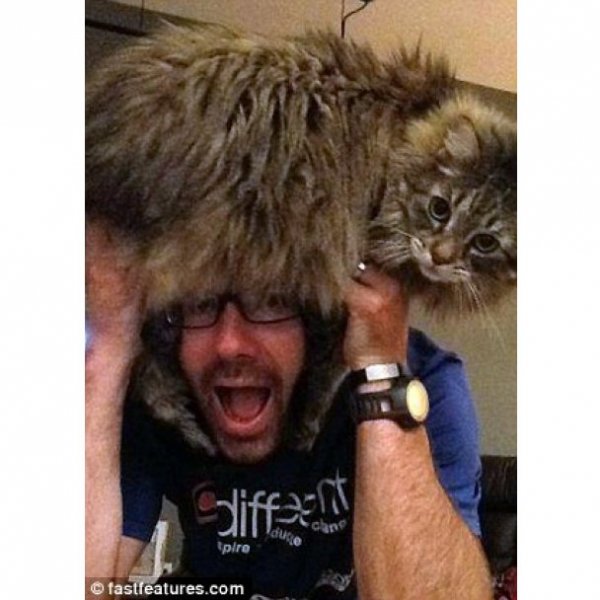 Нова інтернет-розвага: перуки з котів. ФОТО