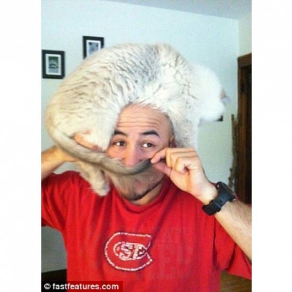 Нова інтернет-розвага: перуки з котів. ФОТО