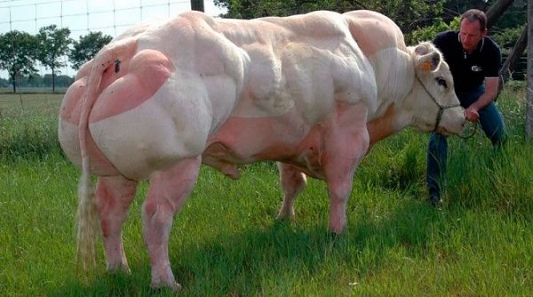 Корова-бодібілдер чи джерело дієтичного м'яса? ФОТО. ВІДЕО