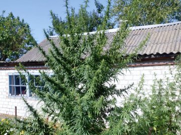 У волинянина у дворі знайшли величезні стебла коноплі. ФОТО