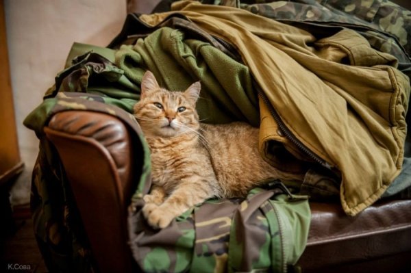 У полоні Криму. ФОТО