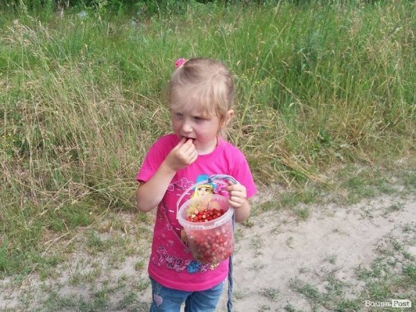 На Волині суничний бум – замість чорниці люди збирають «ягоду сонця». ФОТО