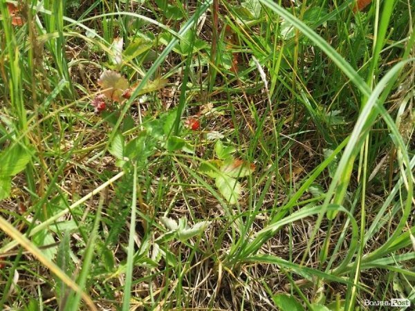 На Волині суничний бум – замість чорниці люди збирають «ягоду сонця». ФОТО