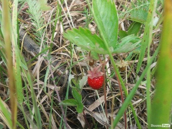 На Волині суничний бум – замість чорниці люди збирають «ягоду сонця». ФОТО