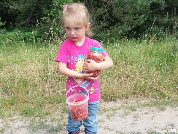 На Волині суничний бум – замість чорниці люди збирають «ягоду сонця». ФОТО