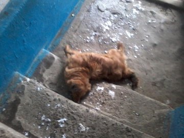 У волинському райцентрі масово труять собак, - депутат