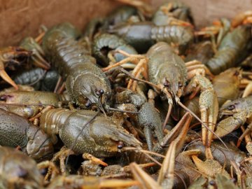 Волинянам дозволили ловити раків