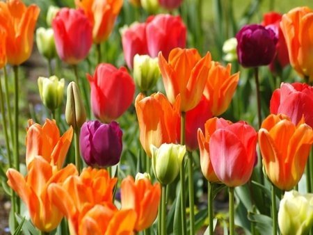 У Нідерландах одночасно квітнуть мільйони тюльпанів. ФОТО