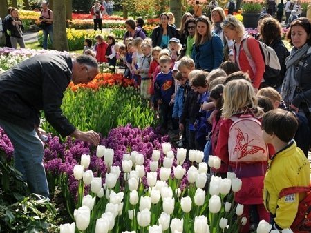 У Нідерландах одночасно квітнуть мільйони тюльпанів. ФОТО