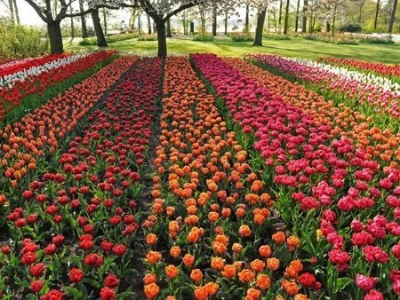 У Нідерландах одночасно квітнуть мільйони тюльпанів. ФОТО