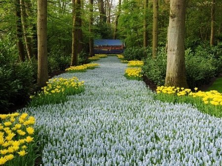 У Нідерландах одночасно квітнуть мільйони тюльпанів. ФОТО