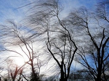 Волинян попереджають про сильний вітер