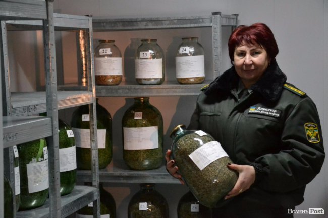 Банк насіння, плантації, шишкосушарки: як на Волині готують «нові ліси»