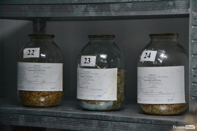 Банк насіння, плантації, шишкосушарки: як на Волині готують «нові ліси»