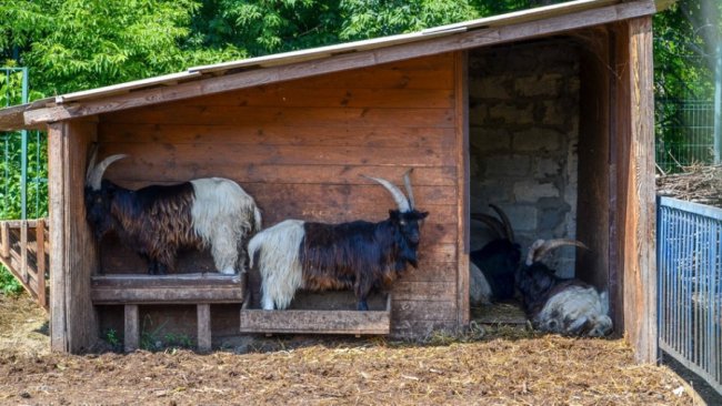 Порятунок від спеки: для мешканців Луцького зоопарку окремо замовляють питну воду