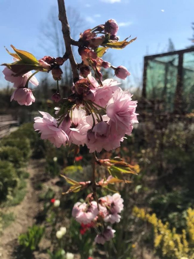 У Луцькому зоопарку зацвіла сакура. ФОТО