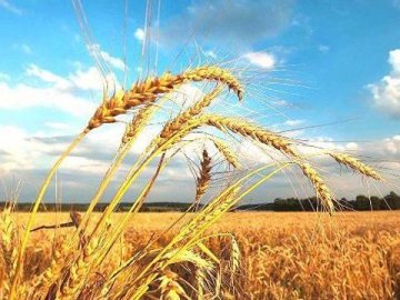 Погода у Луцьку та Волинській області на завтра, 16 серпня