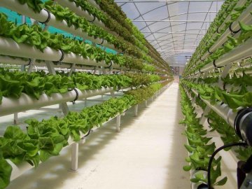 Де придбати якісні добрива для вирощування гідропоніки?*