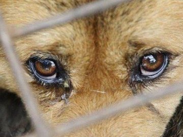 Судили волинянина, який на очах у дитини вбив собаку