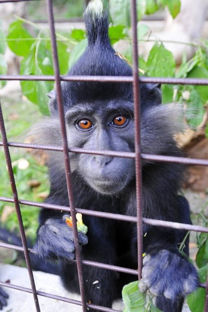 У Луцькому зоопарку – поповнення. ФОТО