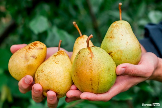 Соковиті й налиті сонцем дарунки осені: що вродило в садах і на городах лучан. ФОТО