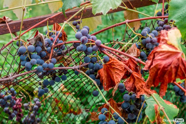 Соковиті й налиті сонцем дарунки осені: що вродило в садах і на городах лучан. ФОТО