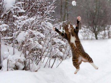 Погода в Луцьку та Волинській області на завтра, 3 січня