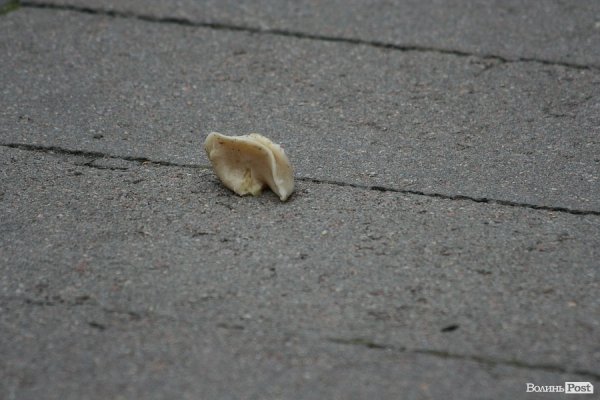 У Луцьку відбувся «Фестиваль вареника». ФОТО