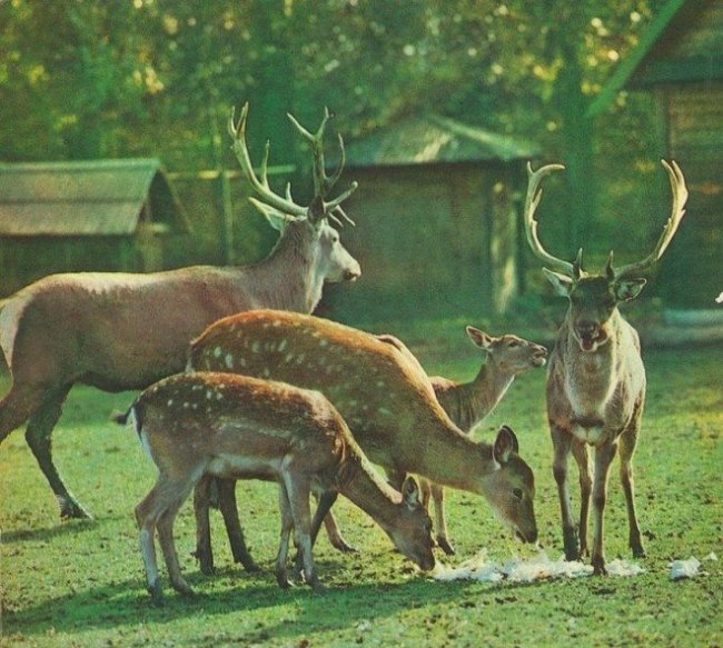 Лучанам розкажуть про місто в «доінтернетну» еру