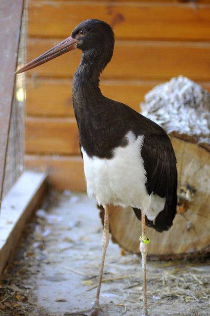 У Луцькому зоопарку – червонокнижне поповнення. ФОТО