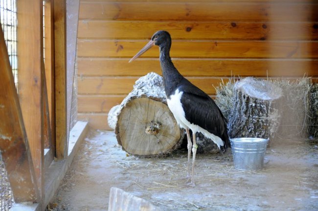 У Луцькому зоопарку – червонокнижне поповнення. ФОТО
