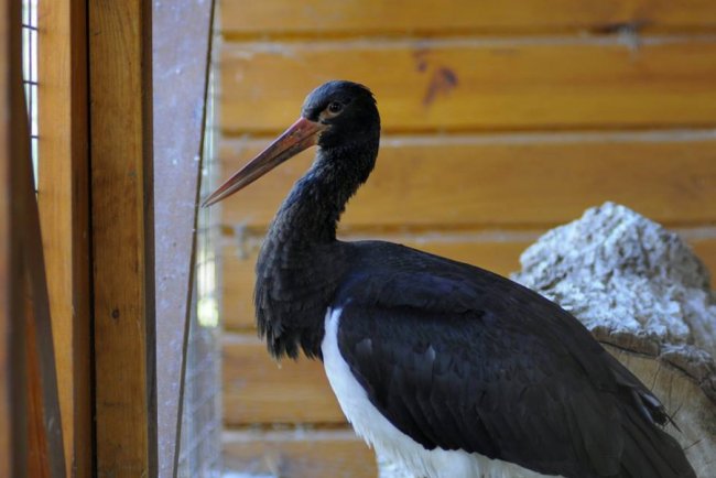 У Луцькому зоопарку – червонокнижне поповнення. ФОТО