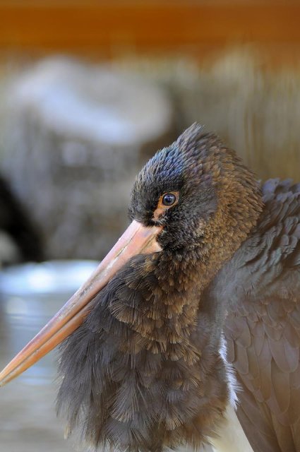 У Луцькому зоопарку – червонокнижне поповнення. ФОТО