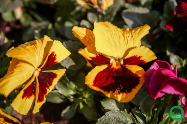 Луцький зоопарк вбрався у різнобарвні шати. ФОТО