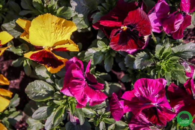 Луцький зоопарк вбрався у різнобарвні шати. ФОТО