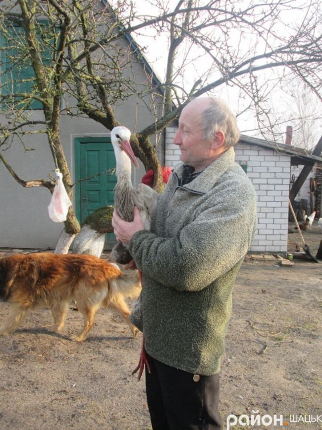 Лелека прижився у волинській родині, яка його врятувала