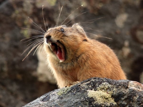 Кращі знімки National Geographic за серпень. ФОТО