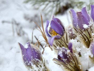 Синоптики пояснили, чому наприкінці березня в Україні випав сніг 