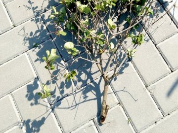 У місті на Волині  вандали понищили декоративні дерева