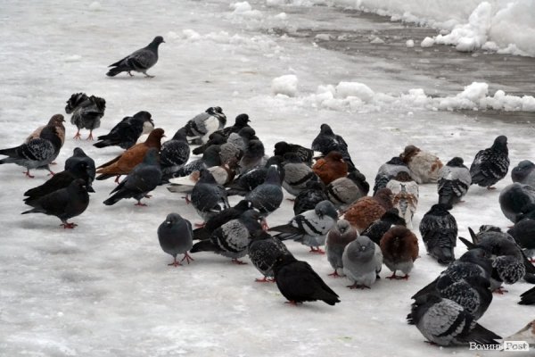 Фото снігового ранку в Луцьку