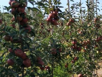 Плодово-ягідний сезон: на Волині найкраще вродили яблука та малина. ВІДЕО